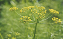 Wild Fennel