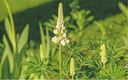Cover crop, Lupin