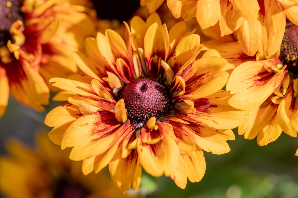 Rudbeckia nana, Miscela solare