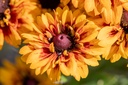 Rudbeckia nana, Miscela solare