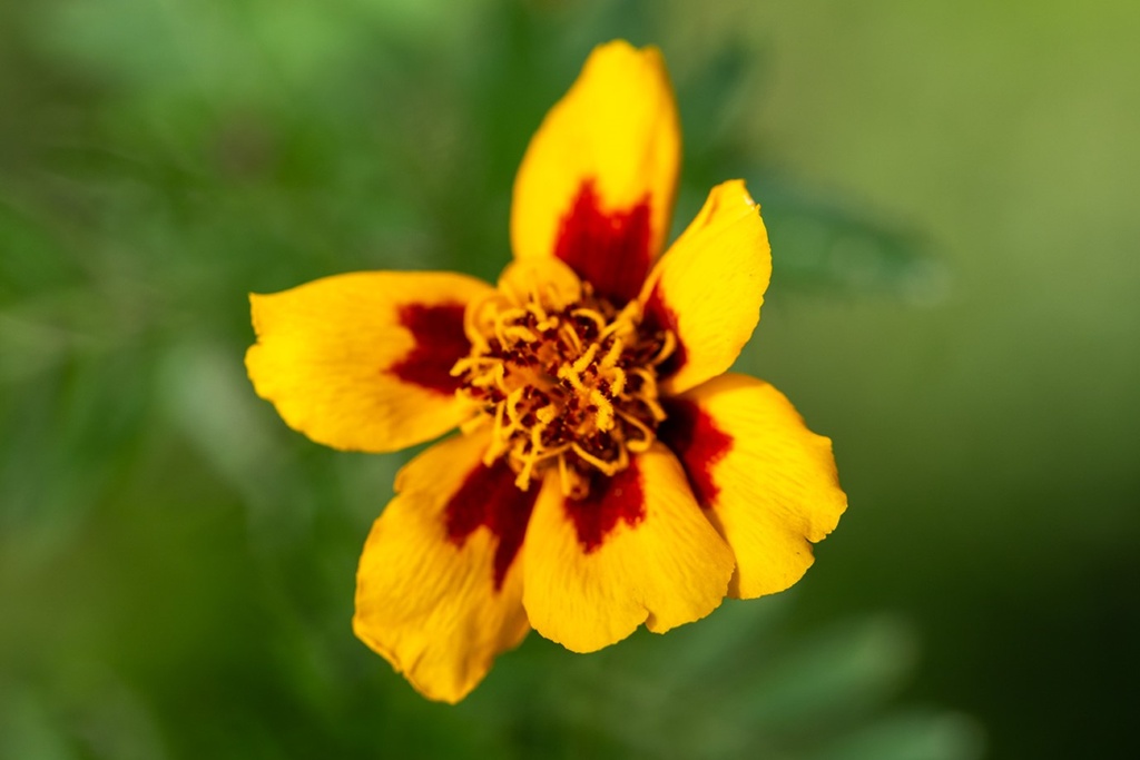 Dwarf tagetes