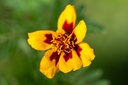 Zwergtagetes