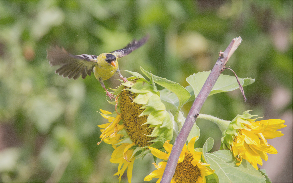 Vogelfutter-Mix
