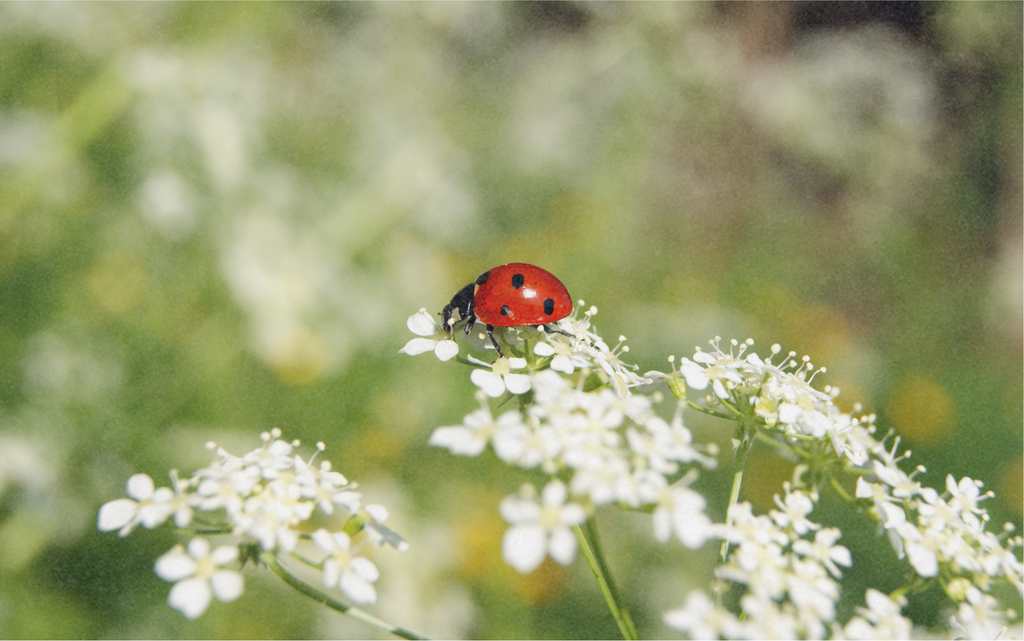 Blumenmischung für Marienkäfer