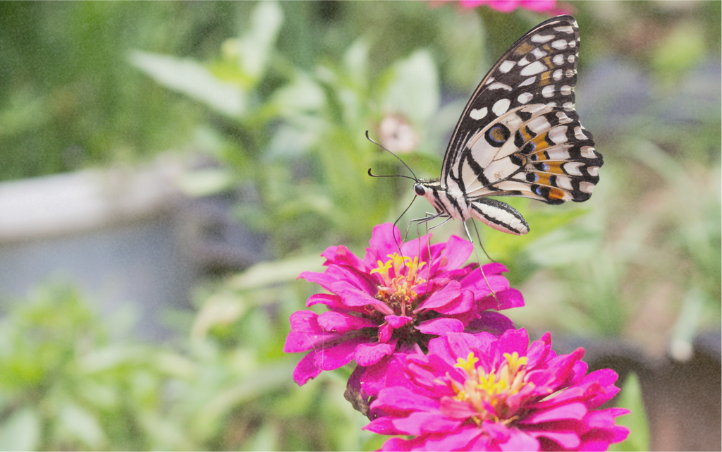 Mélange de fleurs pour papillons