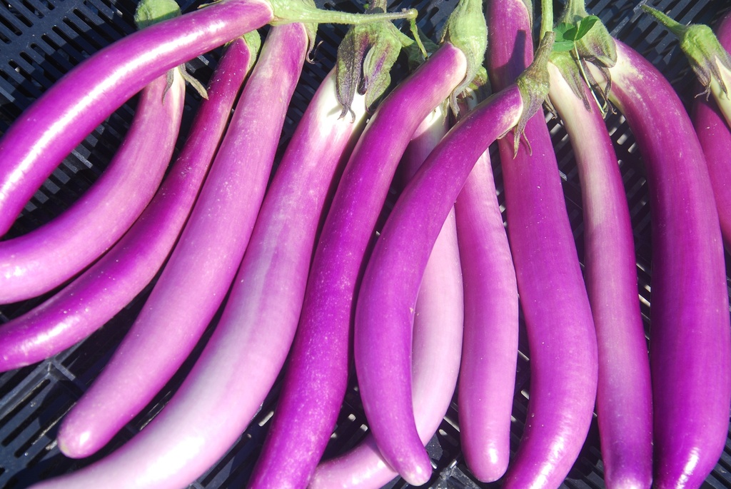 Aubergine, Pink Lady