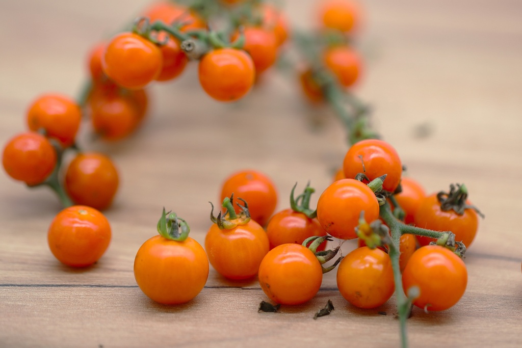 Mini-Tomate, Orange aus Bolivien