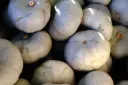 Kürbis, Blue Ballet