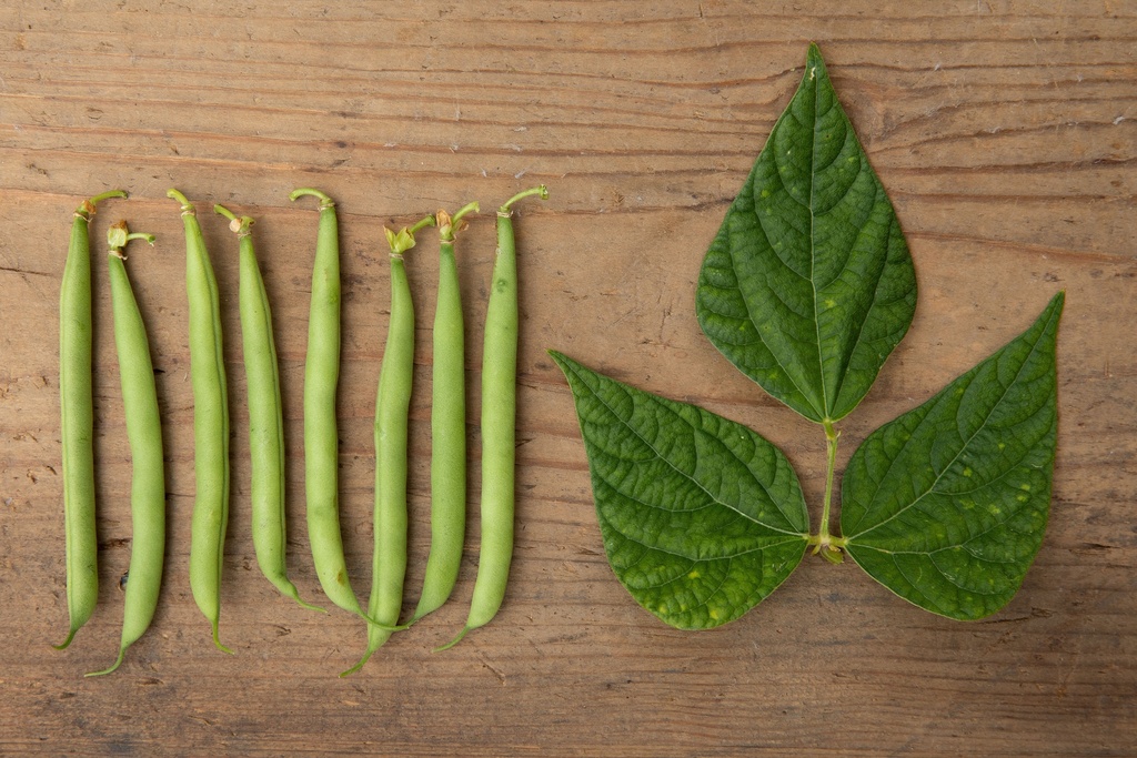 Bush bean, Wunderfein Selection z