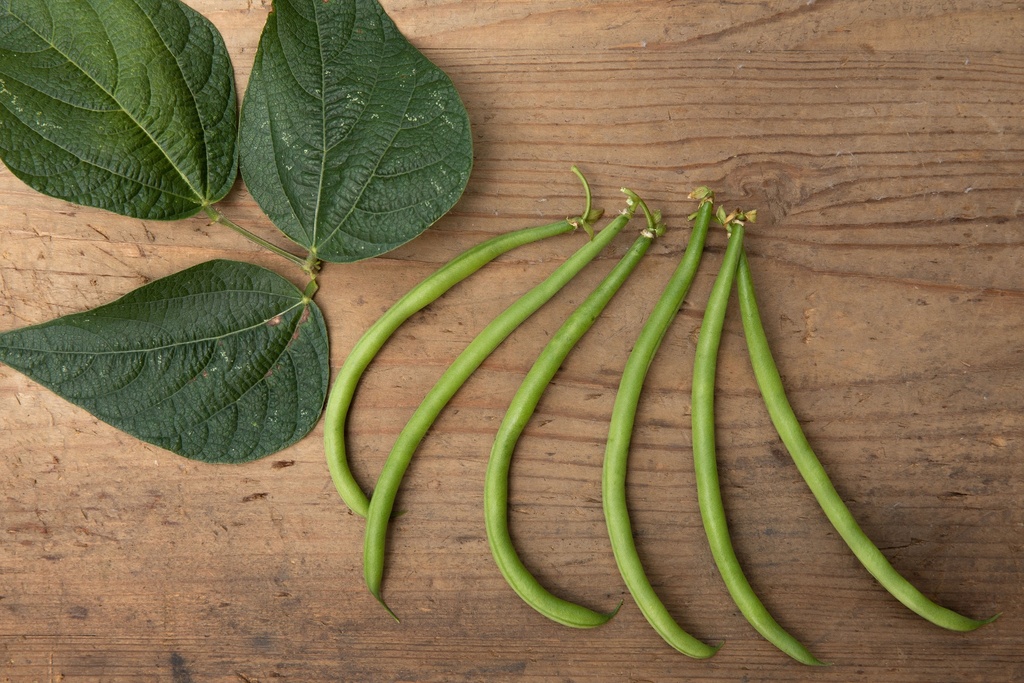 Bush bean, Marché de Vully
