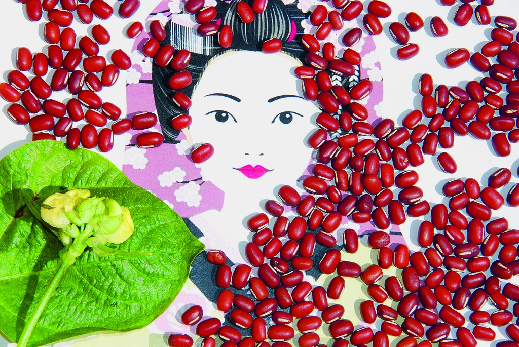 Adzuki bean (Red mung bean) 'Red'