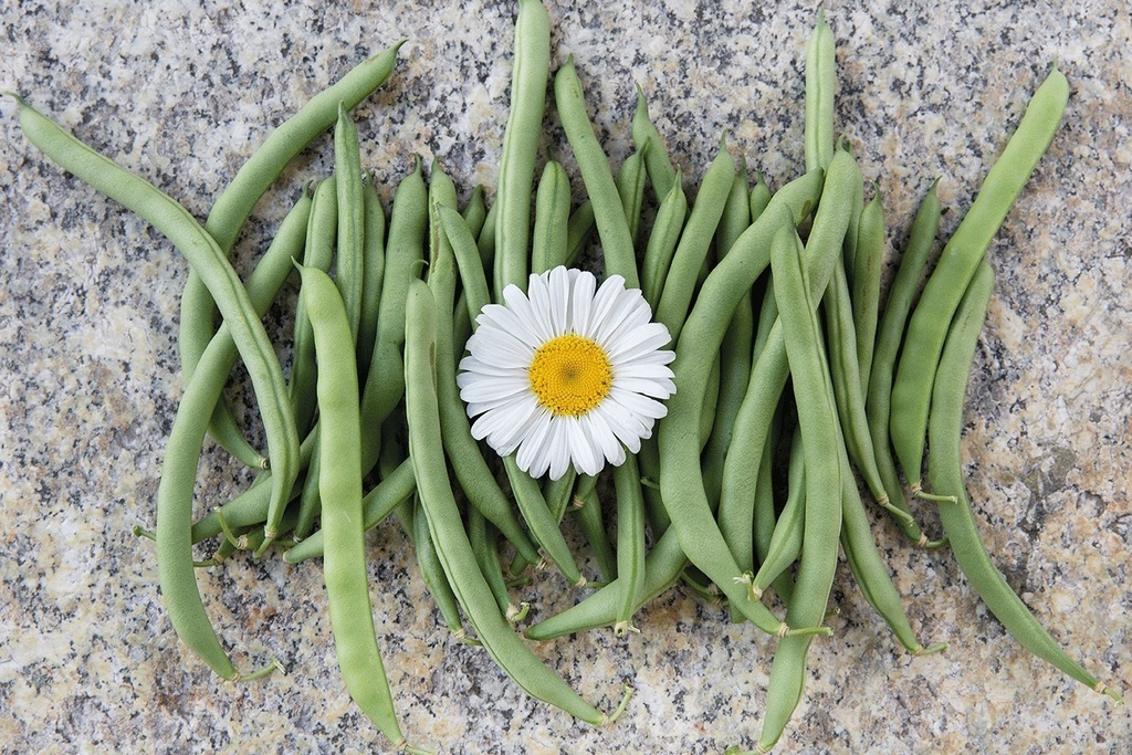 Pole bean, July