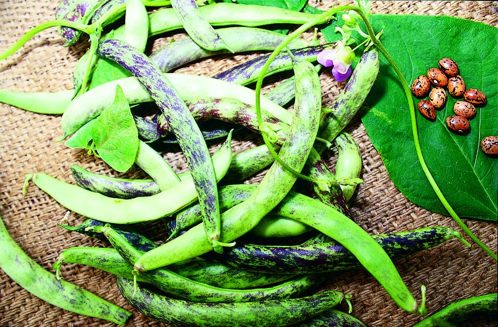 Haricot à Rames, Meuch