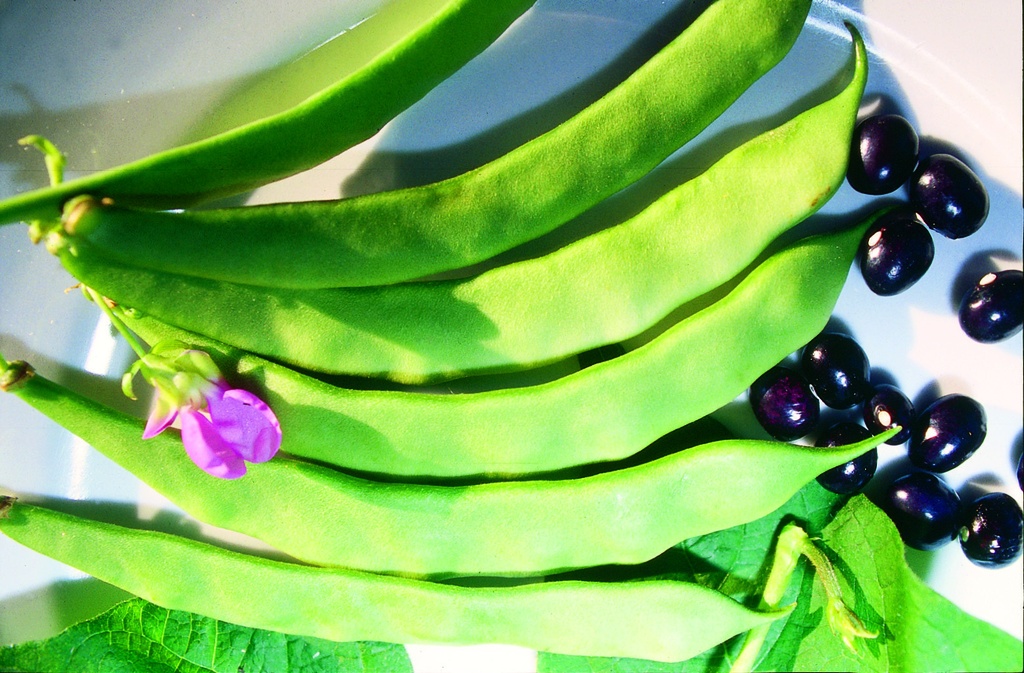 Pole bean, Beauty of Richigen