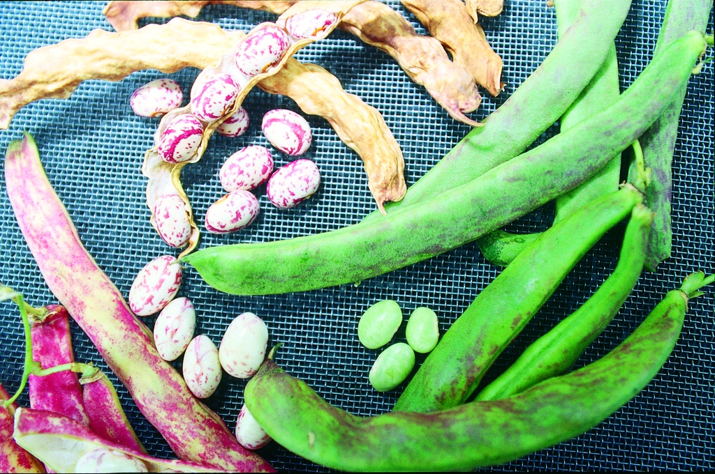 Haricot à Rames, Chrugler de Brienz