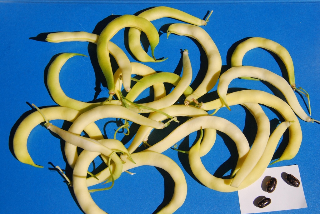 Pole bean, Yellow post horn