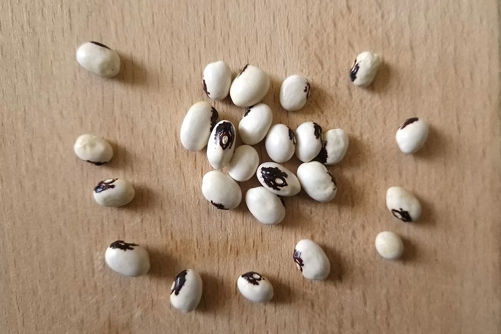 Monstrance bean (Angel bean)