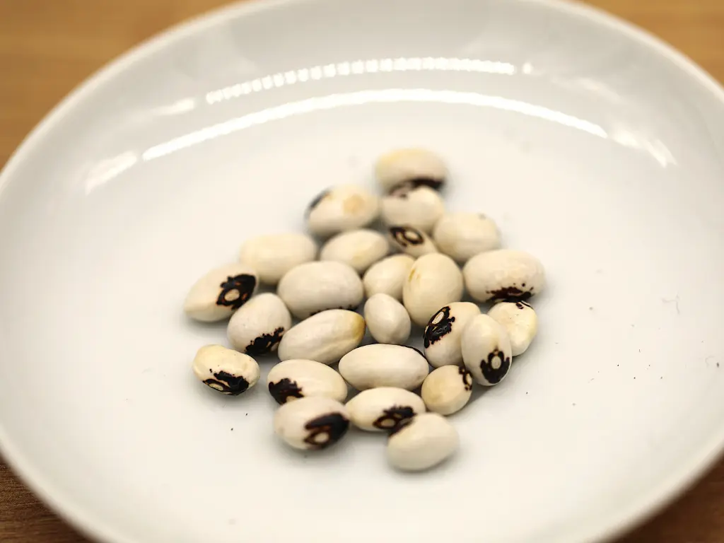 Monstrance bean (Angel bean)