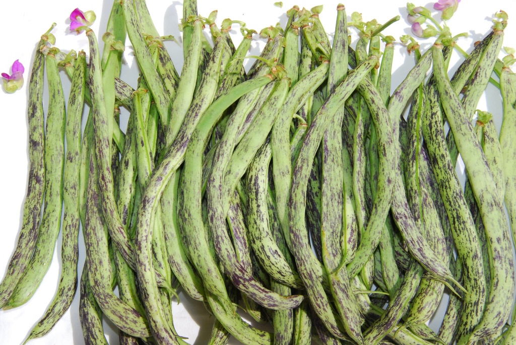 Haricot à Rames, La Vigneronne