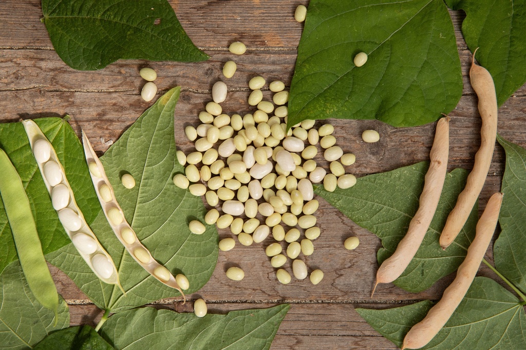 Pole bean, Half-sized