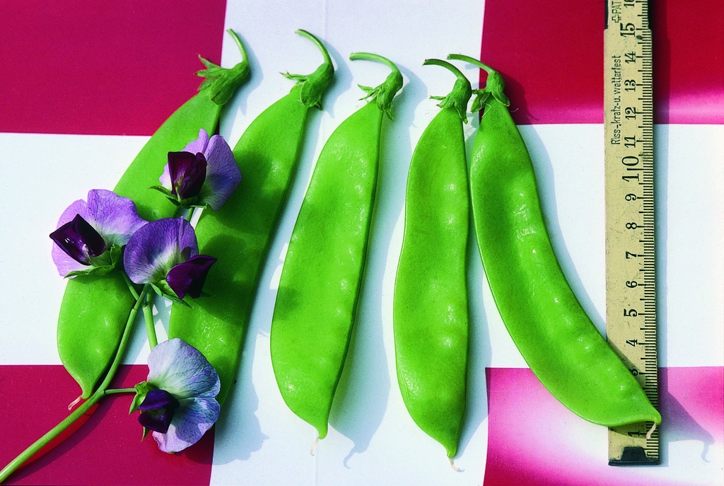 Snow peas, Swiss giant