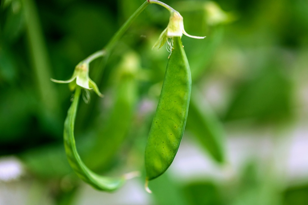 Pois mangetout, Pois mangetout d'hiver