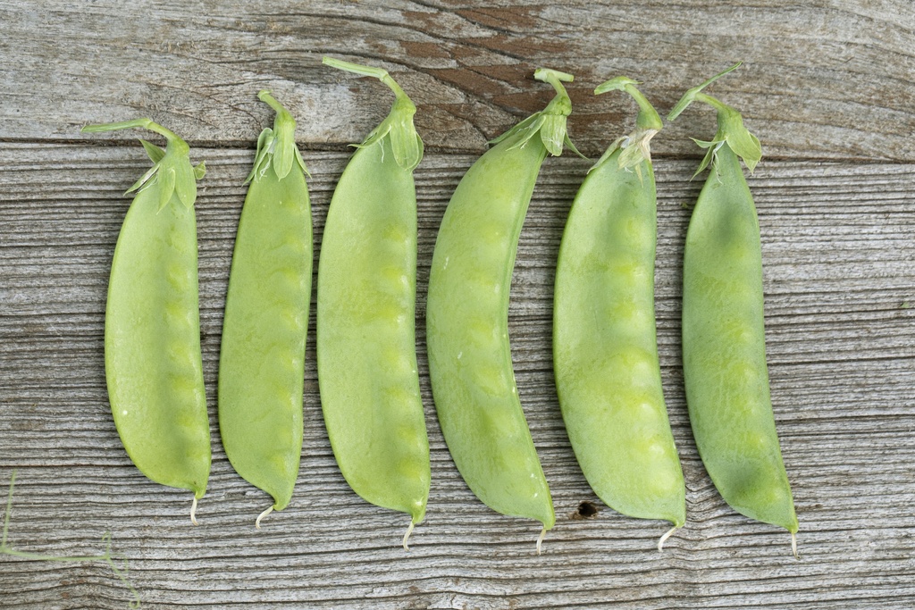 Snow peas, Oregon