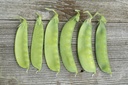 Snow peas, Oregon