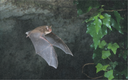 Miscela di fiori per pipistrelli