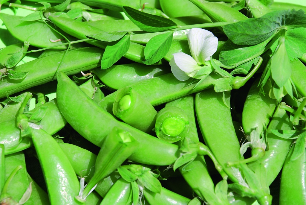 Pois Croquant, Sugar Snap