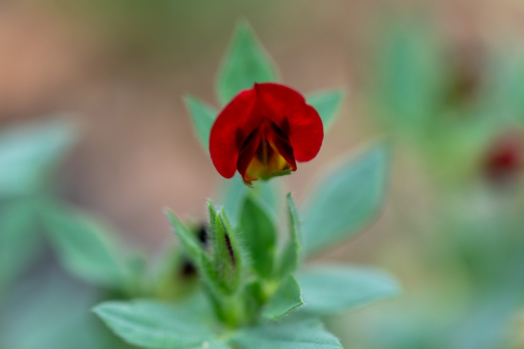 Ginestrino marittimo (Pisello d'asparago), Lotus