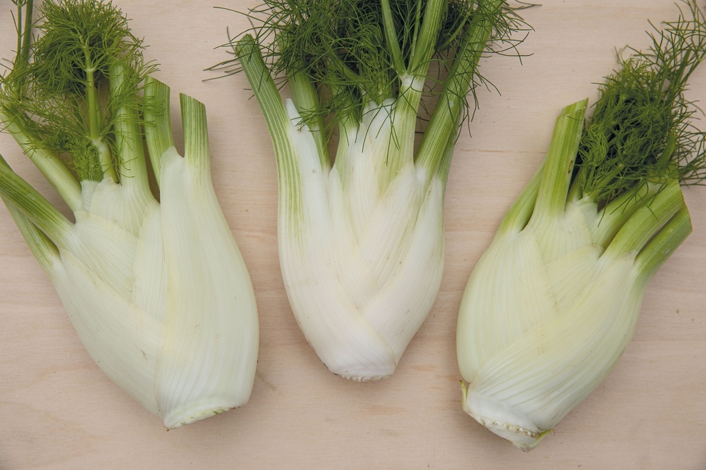 Fennel, Latina