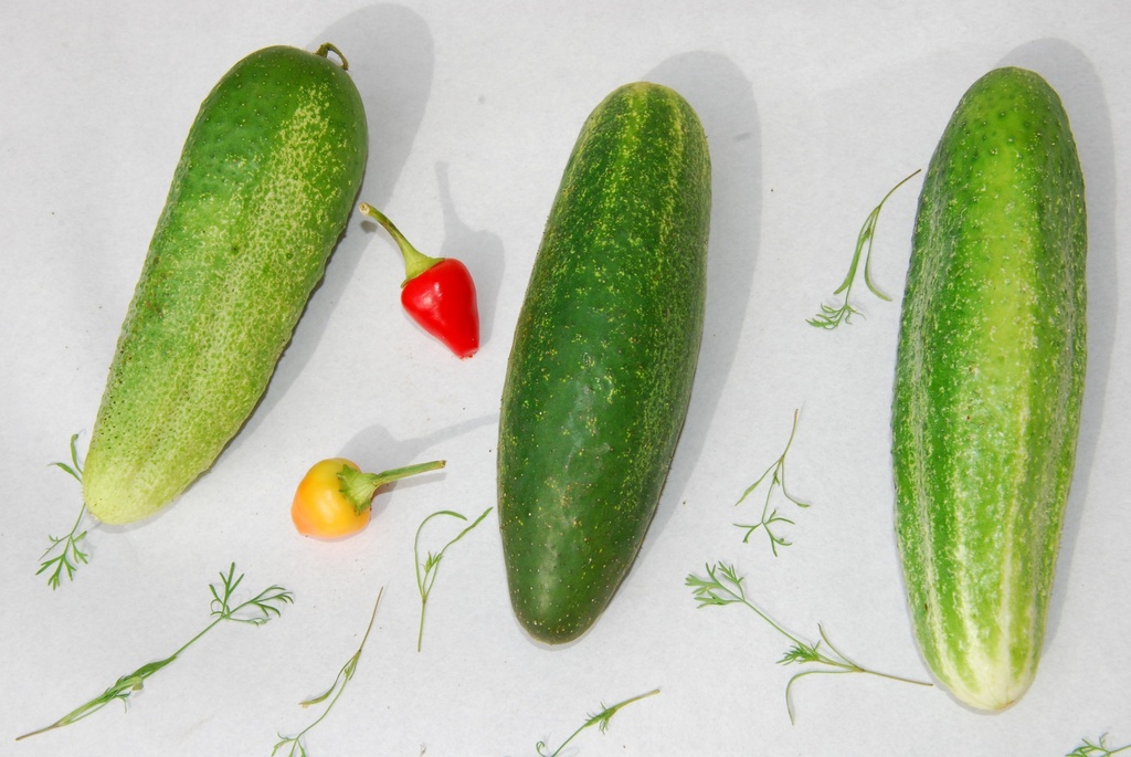 Cornichon (Essiggurke), Delikatess