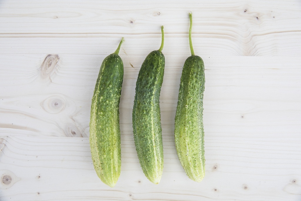 Pickling cucumber, De Bourbonne