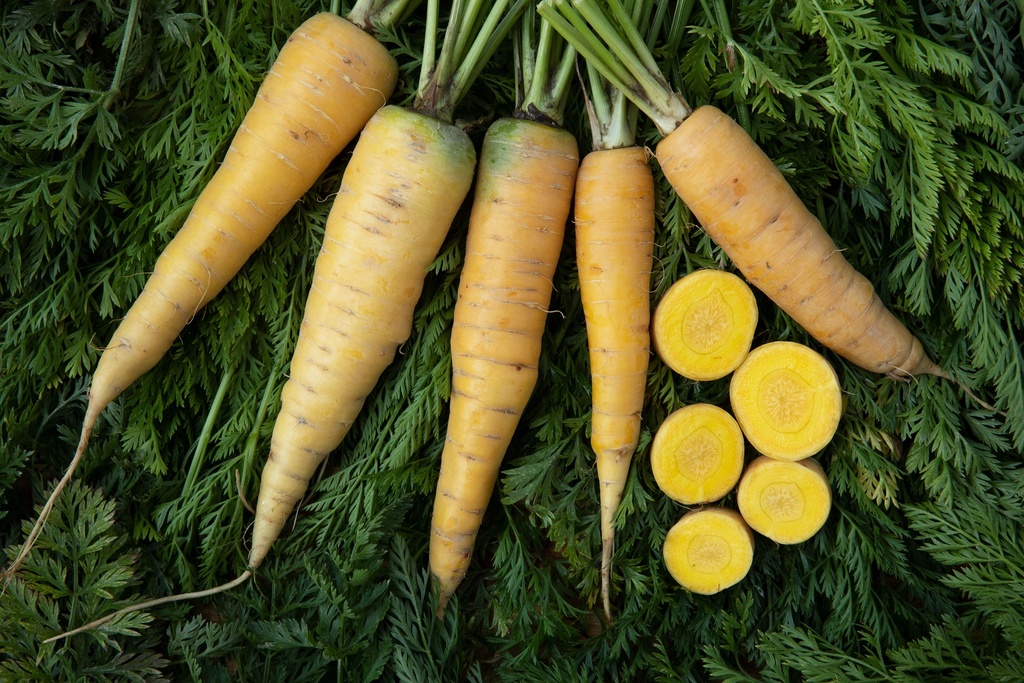 Carota, Palatinato giallo (Stoccaggio)