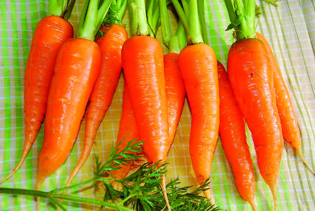 Carota, Robusta cinese Selezione Z (Precoci)