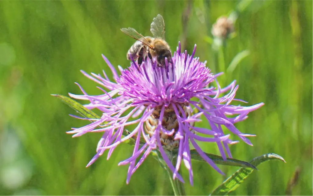 Greater knapweed