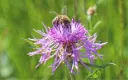 Greater knapweed