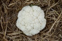 Blumenkohl, Winterblumenkohl Selektion Z