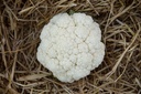 Cauliflower, Winter Cauliflower Selection Z