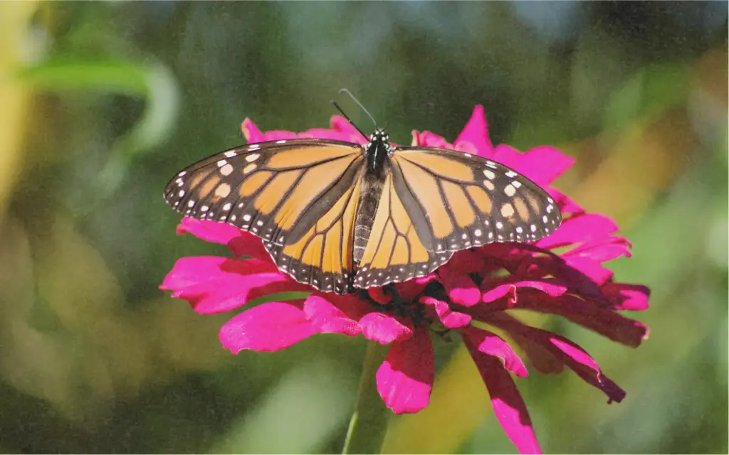 Set de graines "Clairière des fées"