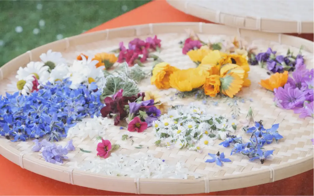 Saatset „Essbare Blumen“