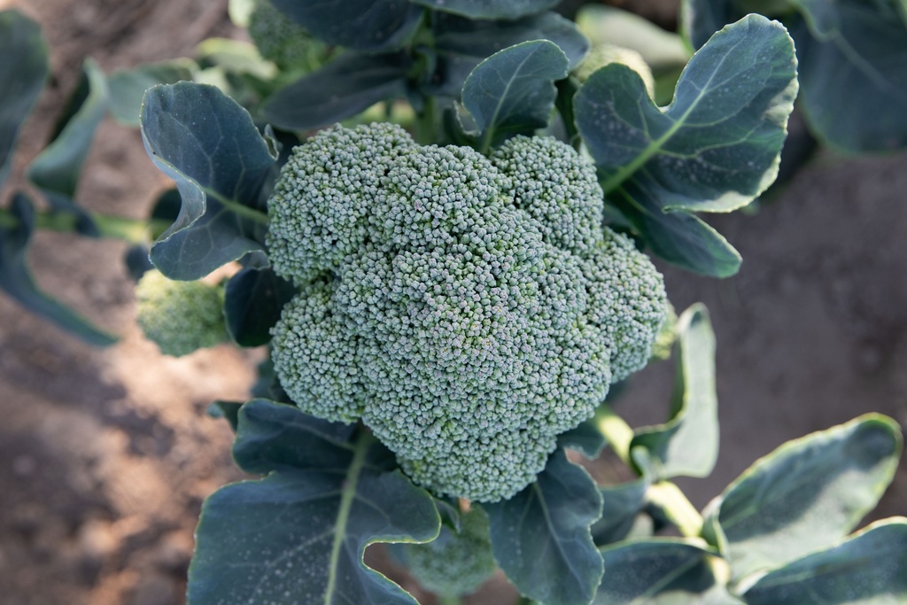 Brocoli, Coastal Sélection Z