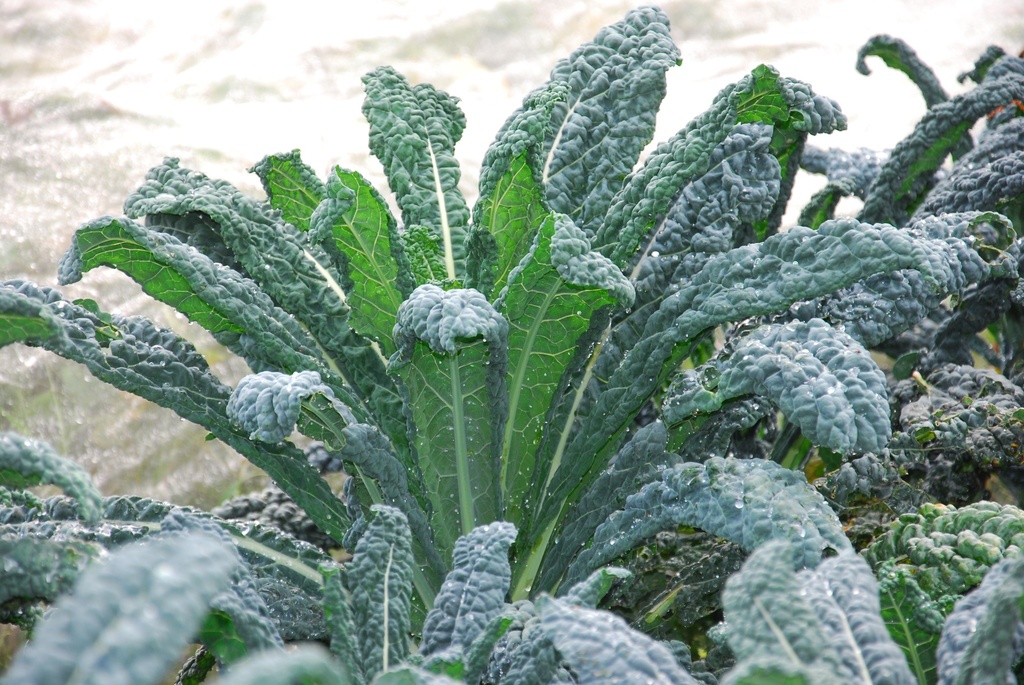 Cavolo piuma, Nero di Toscana