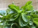 Corn salad (Lamb's lettuce), Large North Holland