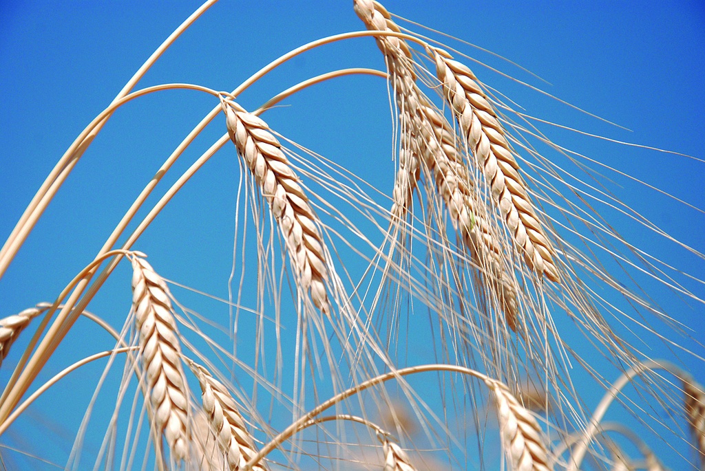 Farro (semina autunnale)