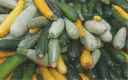 Zucchetti „Überraschungsmischung“