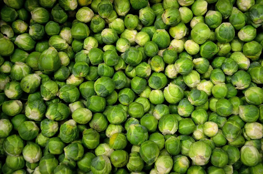 Chou de Bruxelles, Perfection du Pays