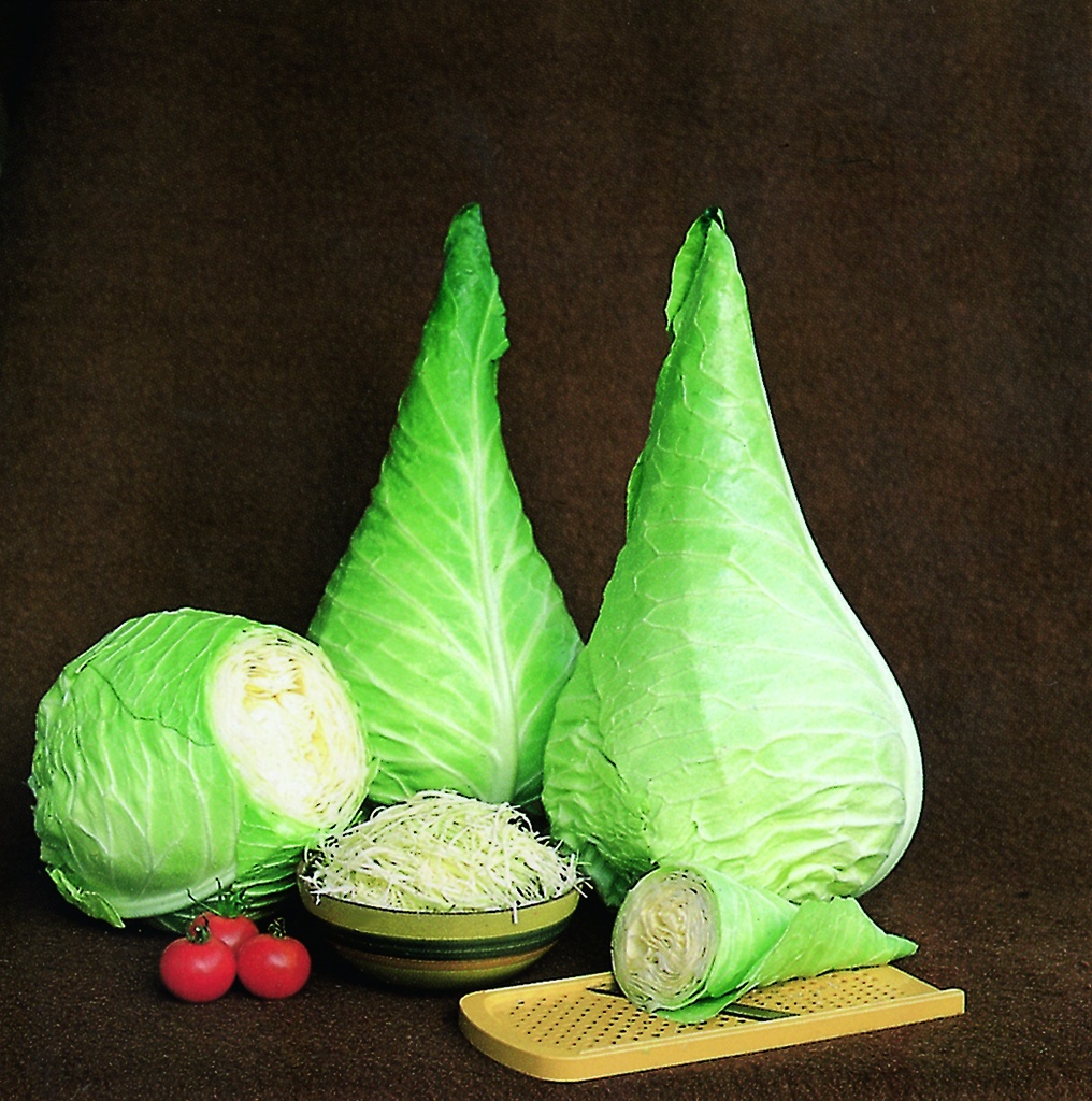 White cabbage, Filderkaut