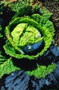 Savoy cabbage, Paradise Selection Z